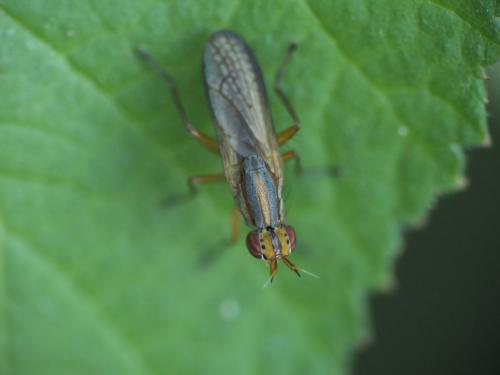 Limnia unguicornis